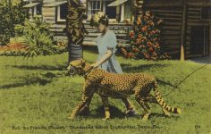 1940 ca. Kali the Friendly Cheetah Dania, Fla postcard front