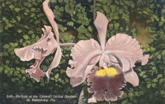 1940 ca. Orchids at Caswell Orchid Garden St. Petersburg, Fla postcard front