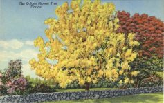 1940 ca. The Golden Shower Tree Florida postcard front
