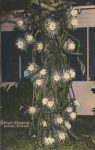 1950 9 16 Night Blooming Cereus Florida postcard front