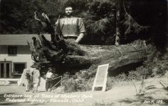 1950 ca. Entrance Log at Trees of Mystery Park Redwood Highway Klamath, Calif Zan R 139 RPPC front