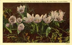 1958 8 19 The Anemone State Flower of South Dakota postcard front