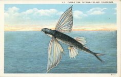 1940 ca. CAL Catalina Island FLYING FISH C 3 postcard front