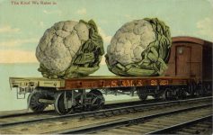 1912 EXAGGERATION Cabbage The Kind We Raise Here postcard front
