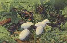 1940 ca. Alligator Eggs Hatching in Florida 246 postcard front