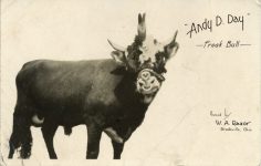 1940 ca. Brookville, OHIO Andy D. Day Freak Bull RPPC front