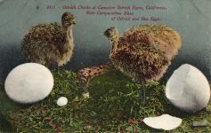 19010 ca. Ostrich Chicks at Crawston Ostrich Farm, CAL 2411 postcard front