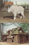 1910 ca. Rocky Mountain GOAT at NY Zoo postcard front