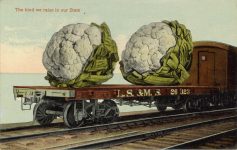 1915 ca. EXAGERATION Cabbage The kind we raise in our State postcard front
