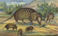 1940 ca. Group of ARMADILLOS linen postcard front