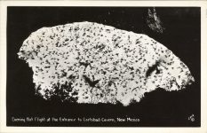 1946 5 13 BAT Evening Bat Flight at Entrance Carlsbad Cavern, New Mexico RPPC front