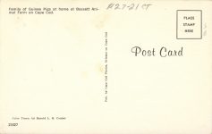 1960 ca. Family of GUINEA PIGS postcard back