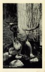 11 NATURES MIRROR Roland Reed Indian Pictures postcard front