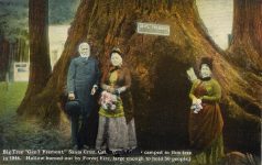 1890 ca Santa Cruz CAL Big Tree Genl Fremont postcard front