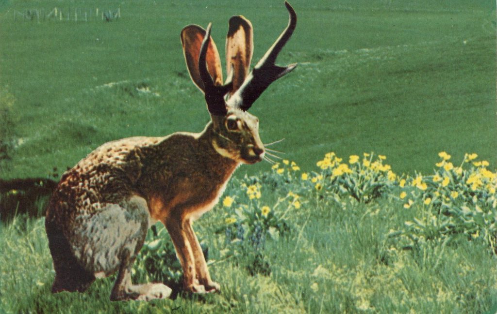 1974 10 11 THE FABULOUS JACKALOPE postcard front