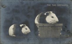 1906 THE TWO ORPHANS Guinea Pigs ROTOGRAPH RPPC front