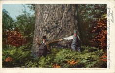1906 8 17 A WASHINGTON FIR TREE 65451903 DETROIT PHOTO postcard front