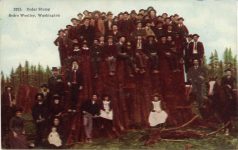 1911 12 4 Cedar Stump Sedro Wooley, Washington postcard front