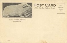 191x HIGH GRADE CAVIES Guinea Pigs postcard front