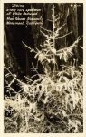 1940 ca. Muir Woods, CAL Albino a very rare specimen of White Redwood xS127 RPPC front