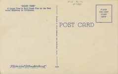 1940 ca. REDWOOD HIGHWAY, CAL GIANT TREE BULL CREEK FLAT 858 postcard back