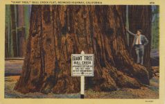 1940 ca. REDWOOD HIGHWAY, CAL GIANT TREE BULL CREEK FLAT 858 postcard front