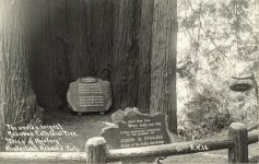 1941 9 10 World’s Largest Redwood Cathedral Tree RPPC front