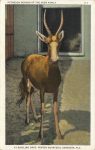 A FOREIGN MEMBER OF THE DEER FAMILY AT THE RINGLING BROS. WINTER QUARTERS SARASOTA, FLA 111 postcard front