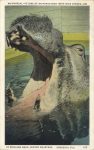 AN UNUSUAL PICTURE OF HIPPOPOTAMUS WITHE WIDE OPEN JAW AT THE RINGLING BROS. WINTER QUARTERS SARASOTA, FLA 107 postcard front