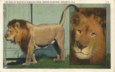 THE KING OF BEASTS AT THE RINGLING BROS. WINTER QUARTERS SARASOTA, FLA 112 postcard front