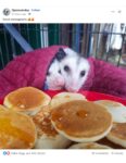 Cute opossums with pancakes FB