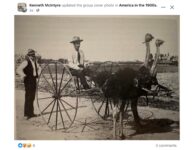 1910 ca. Ostrich buggy FB