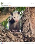 Opossum in tree with baby FB