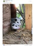 Two cute opossums FB