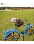 Possum on bicycle FB