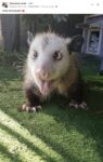 Cross-eyed opossum FB