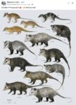 Different Opossums Chart FB