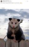 Opossum 1 FB