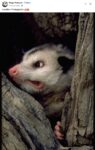 Opossum 102 FB