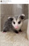 Opossum 103 FB