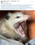 Opossum 104 FB