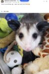 Opossum 106 FB