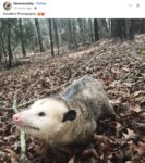 Opossum 107 FB