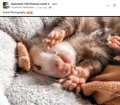 Opossum 109 FB