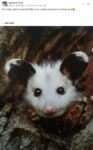 Opossum 11 FB