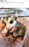 Opossum 110 FB