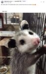 Opossum 110 FB