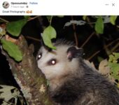 Opossum 112 FB