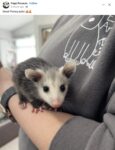 Opossum 112 FB