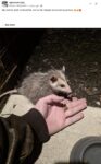 Opossum 113 FB